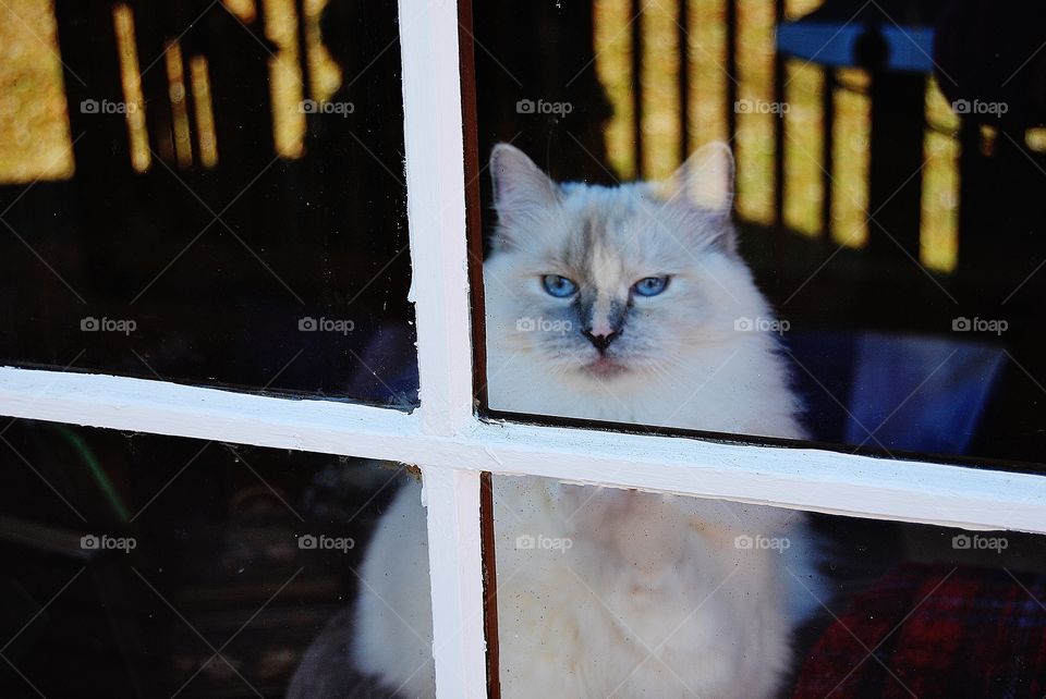 Ragdoll cat looking out window