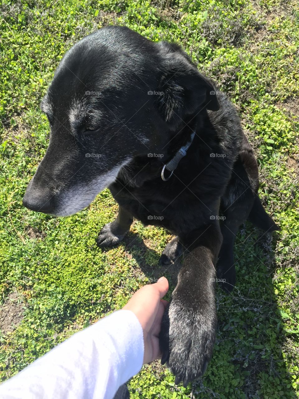 Friendly dog, always wanting to hold hands. 