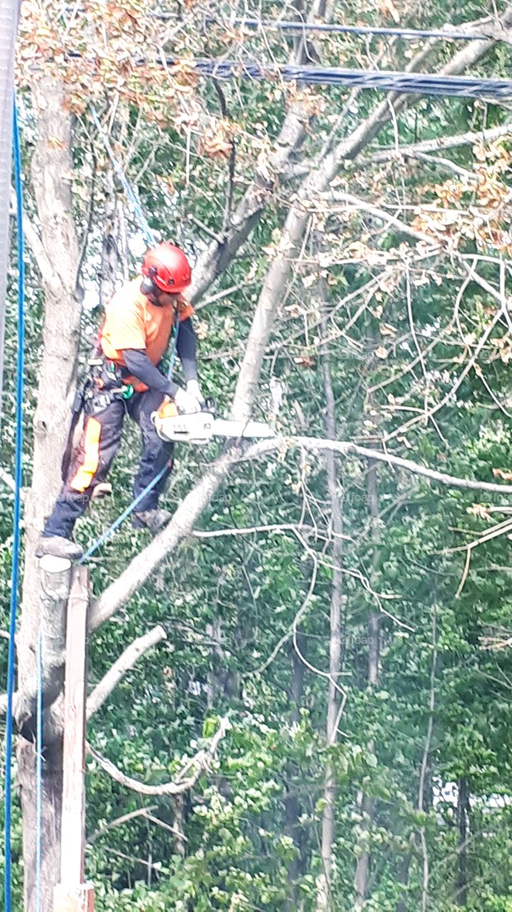 tree cutting