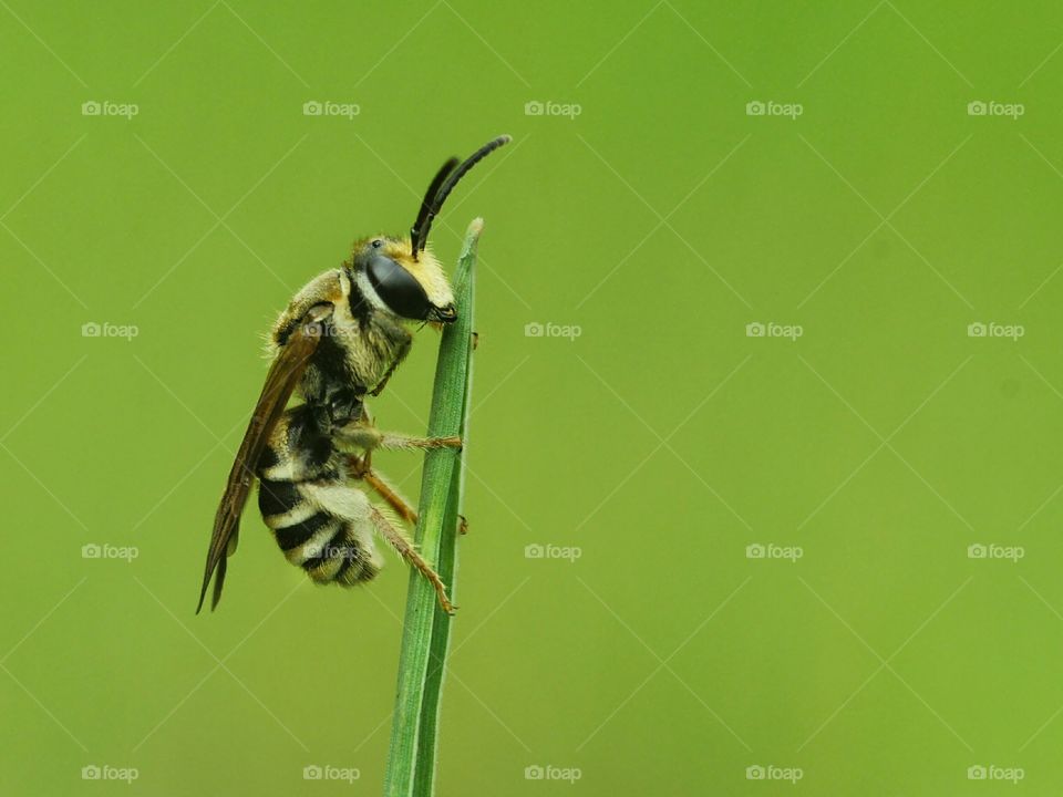 Sleeping Bee..
Macro Insect
