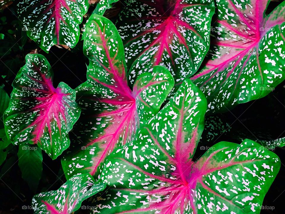 Colours in nature ☘️