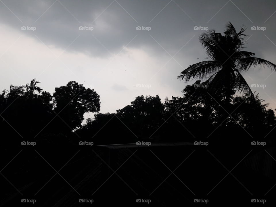 Tree, Monochrome, Beach, Sunset, Backlit