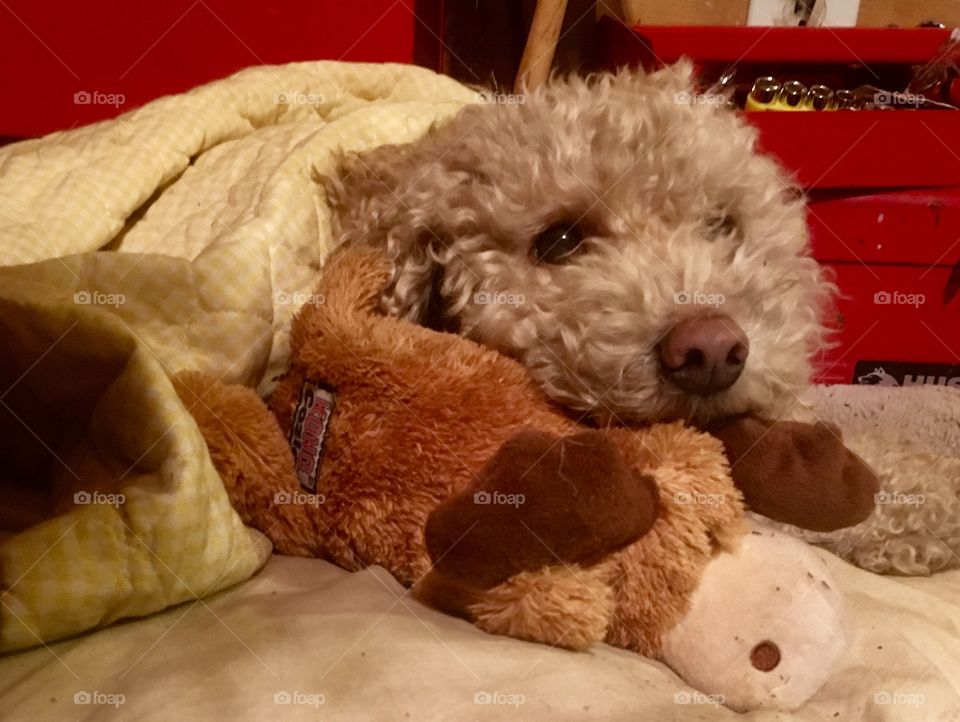 Tessie and her moose 