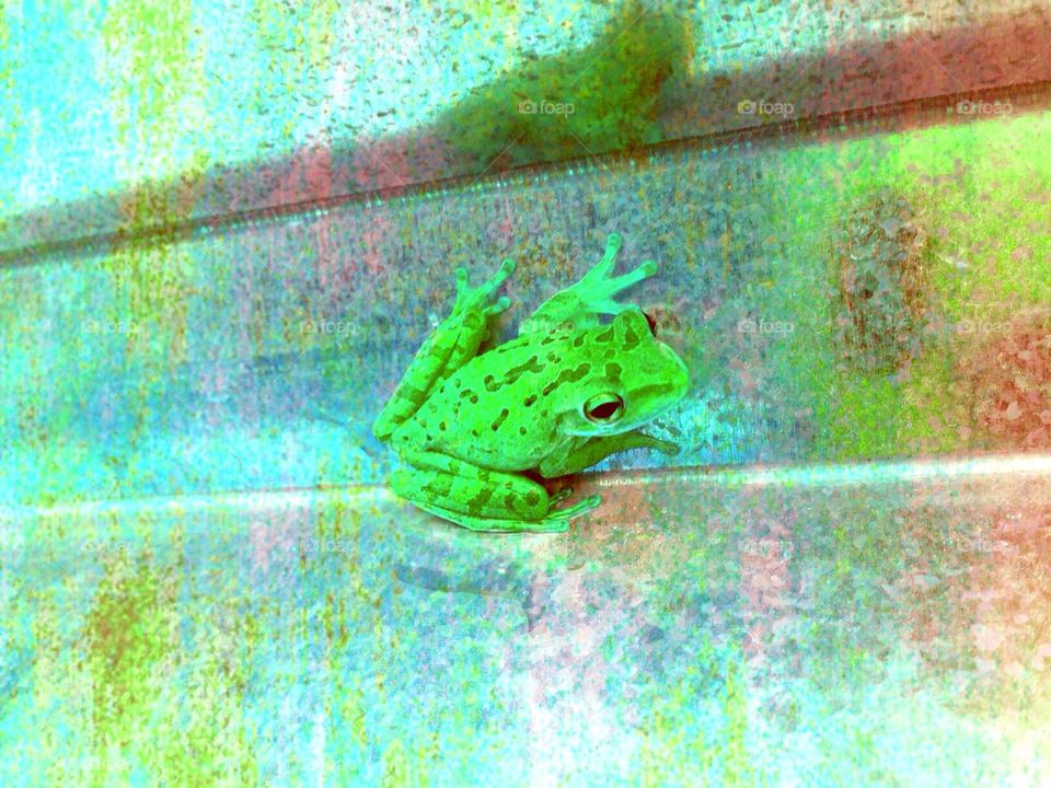 Tree frog cutie