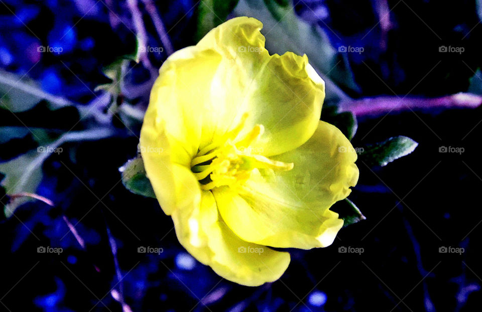 A lovely, yellow flower appeared before my eyes. I felt its presence and cradled it with my lens. Anderson Stormwater Park, Rockledge, Florida.