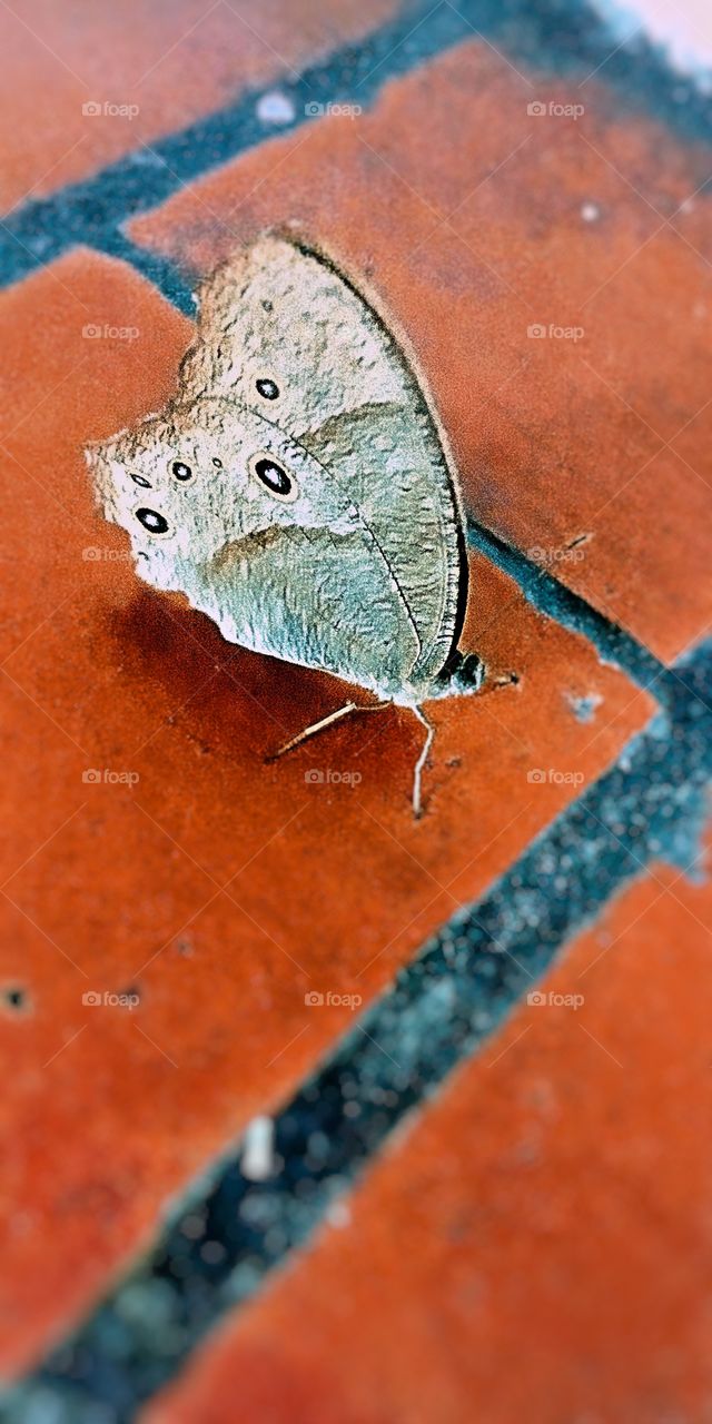 beautiful butterfly wings