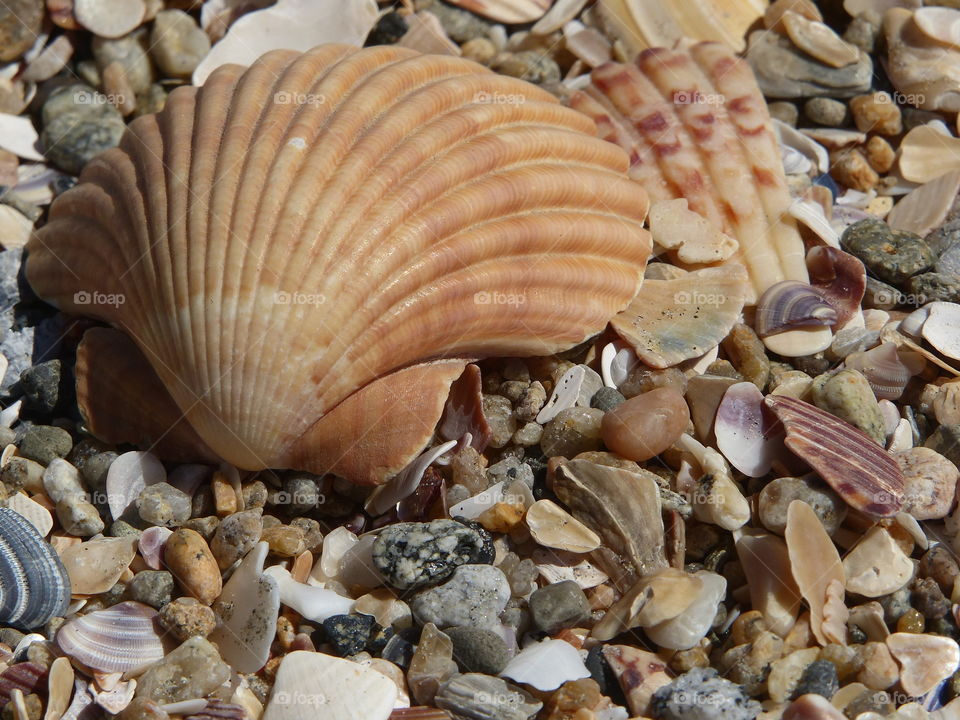 Scallop shell resting on top of another shell