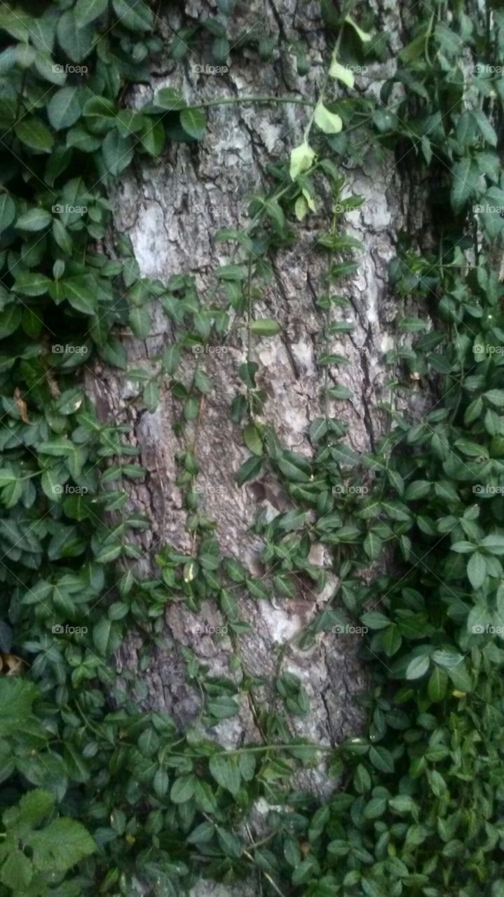 Leaves and trunk