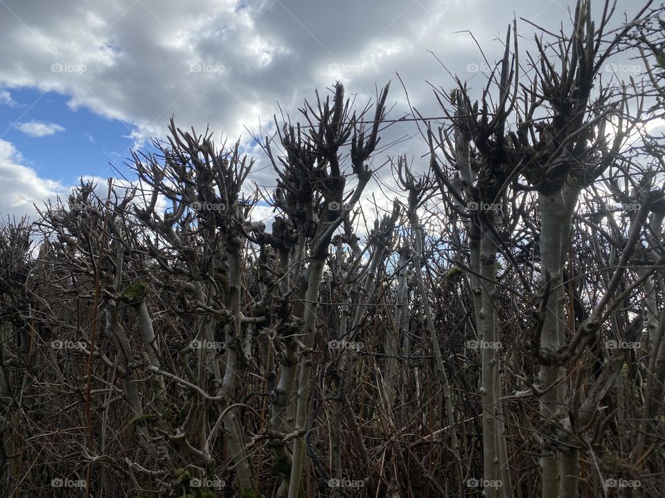 Bushes fence 