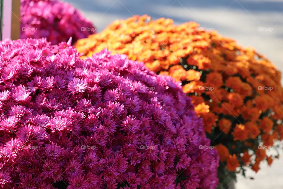 Mums in autumn colors 