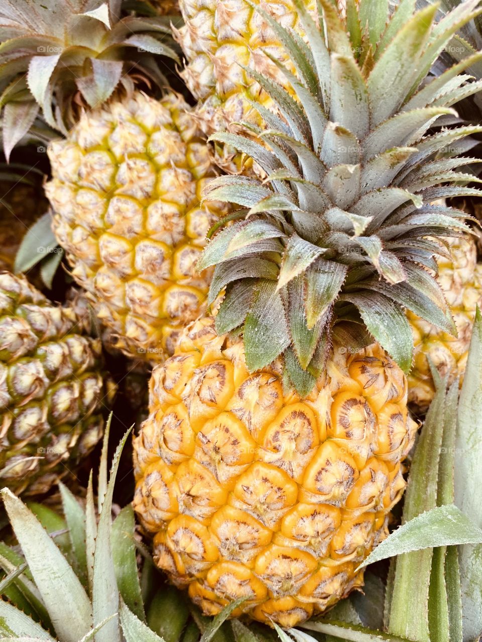 Pineapple 