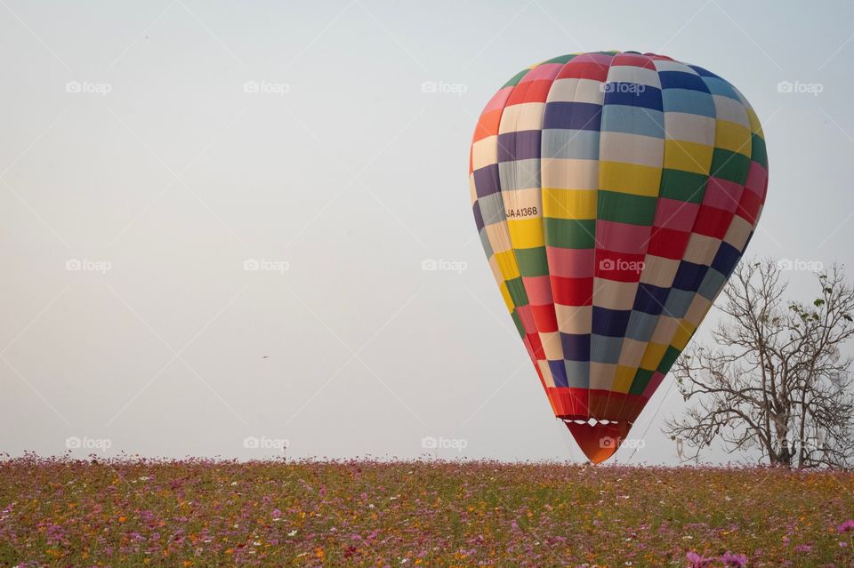 Colorful ballon in flowers field