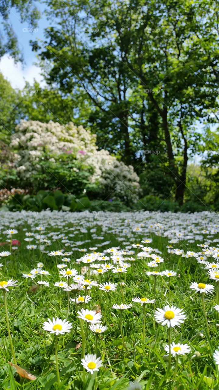 Spring Flowers. Daisy chains at the back garden