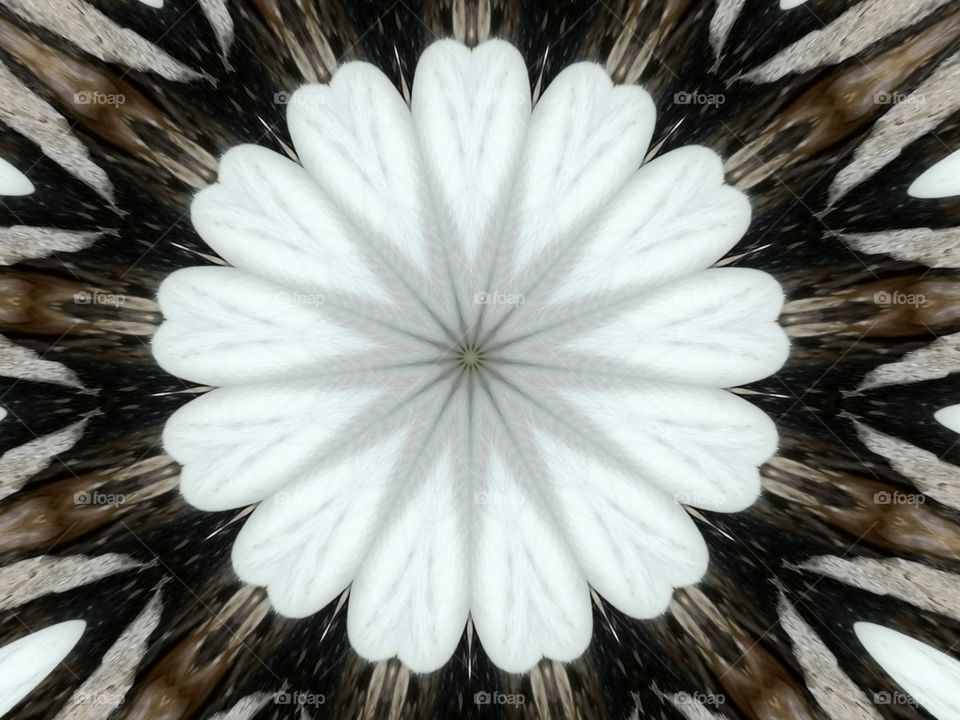 Kaleidoscope image of white spider