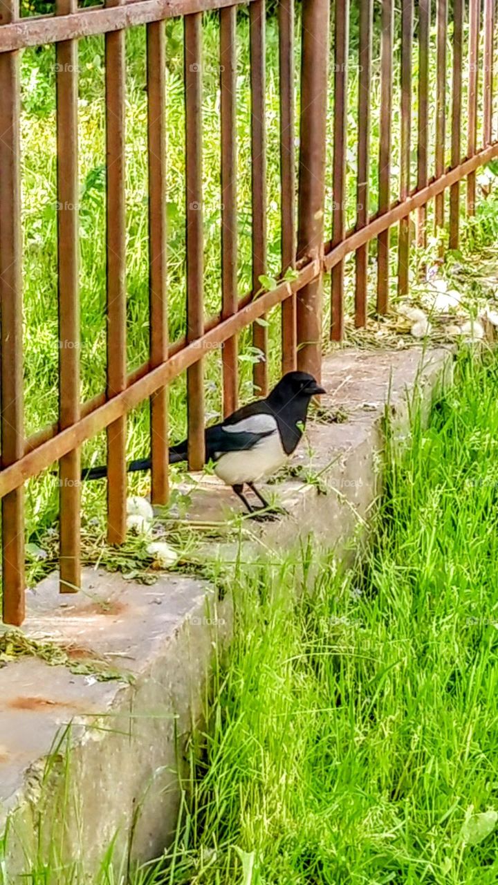 What is it thinking of?