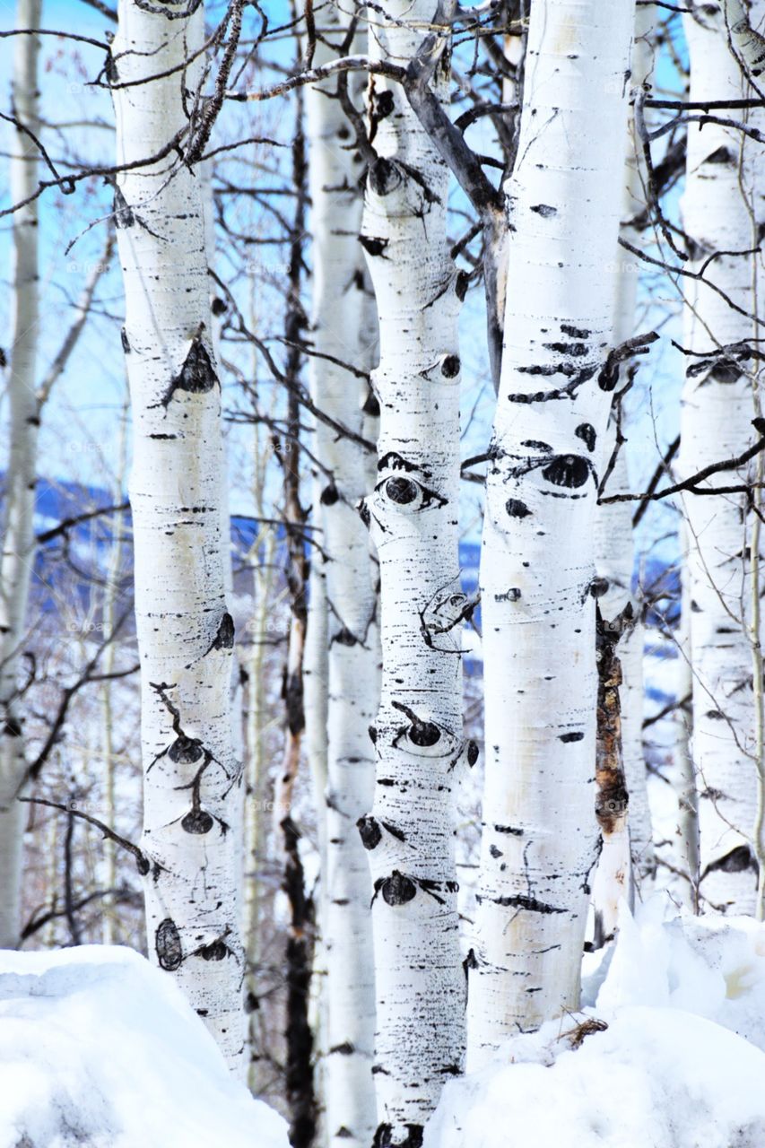 Aspens in winter