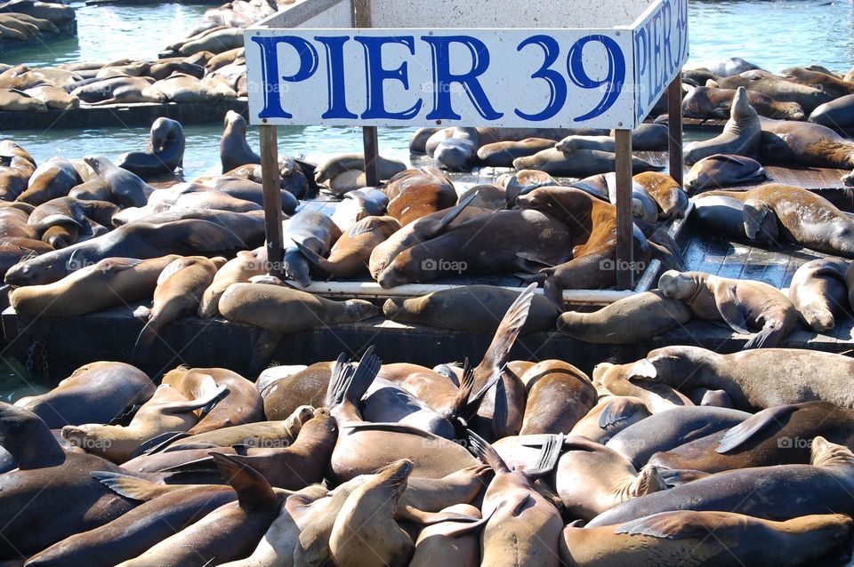 California Sea Lions on Pier 39 in San Francisco 