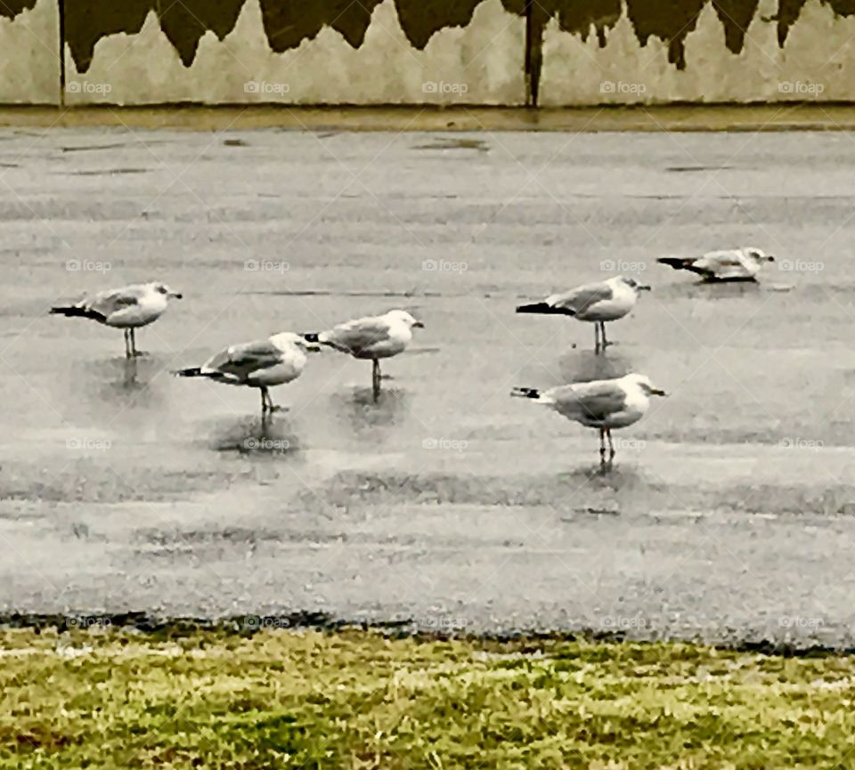 Birds in Street