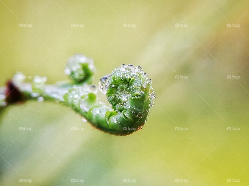 fresh dew morning on fern