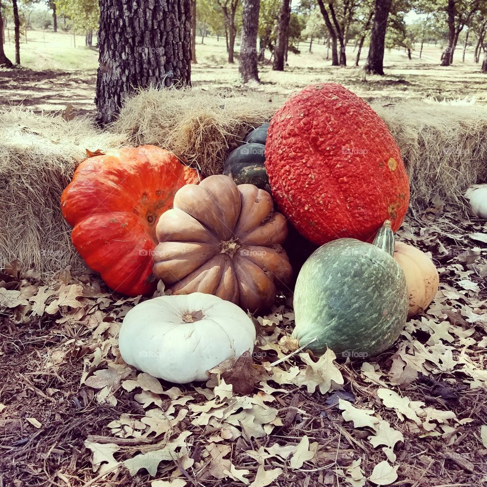 Fall, Food, Pumpkin, No Person, Fruit