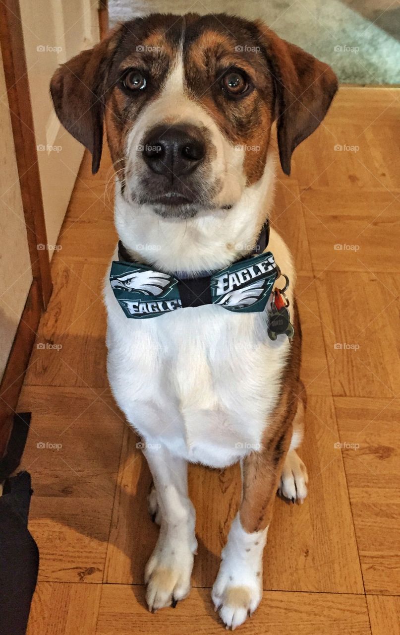 Fly Eagles Fly