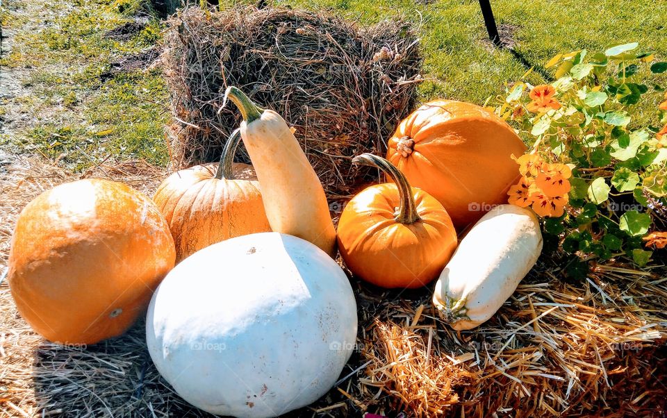 Pumpkins
