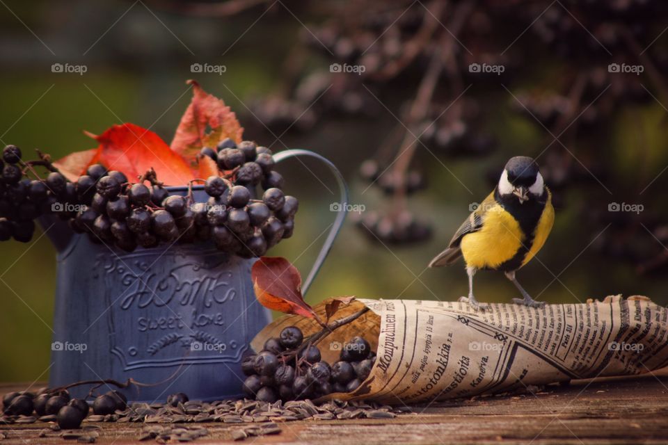 Autumn still life with small bird and berries 