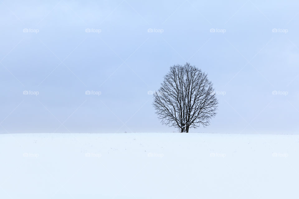 tree in a winter field