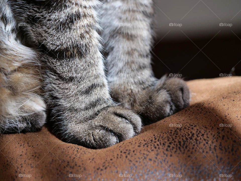 Cat paws 🐾