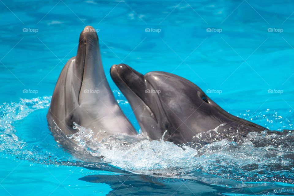 Dolphinarium