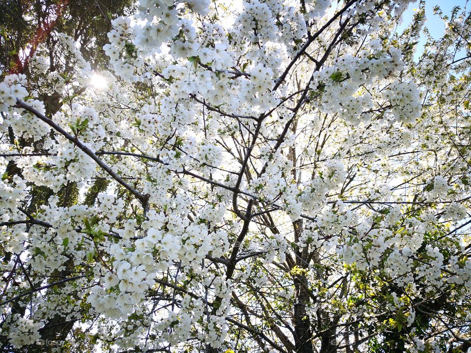 Tree, Nature, Castelo de Vide, Portugal