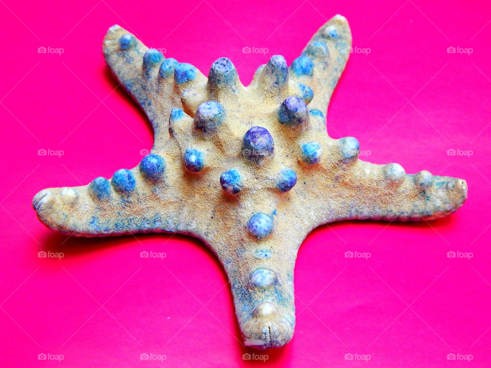 Blue starfish on the pink background