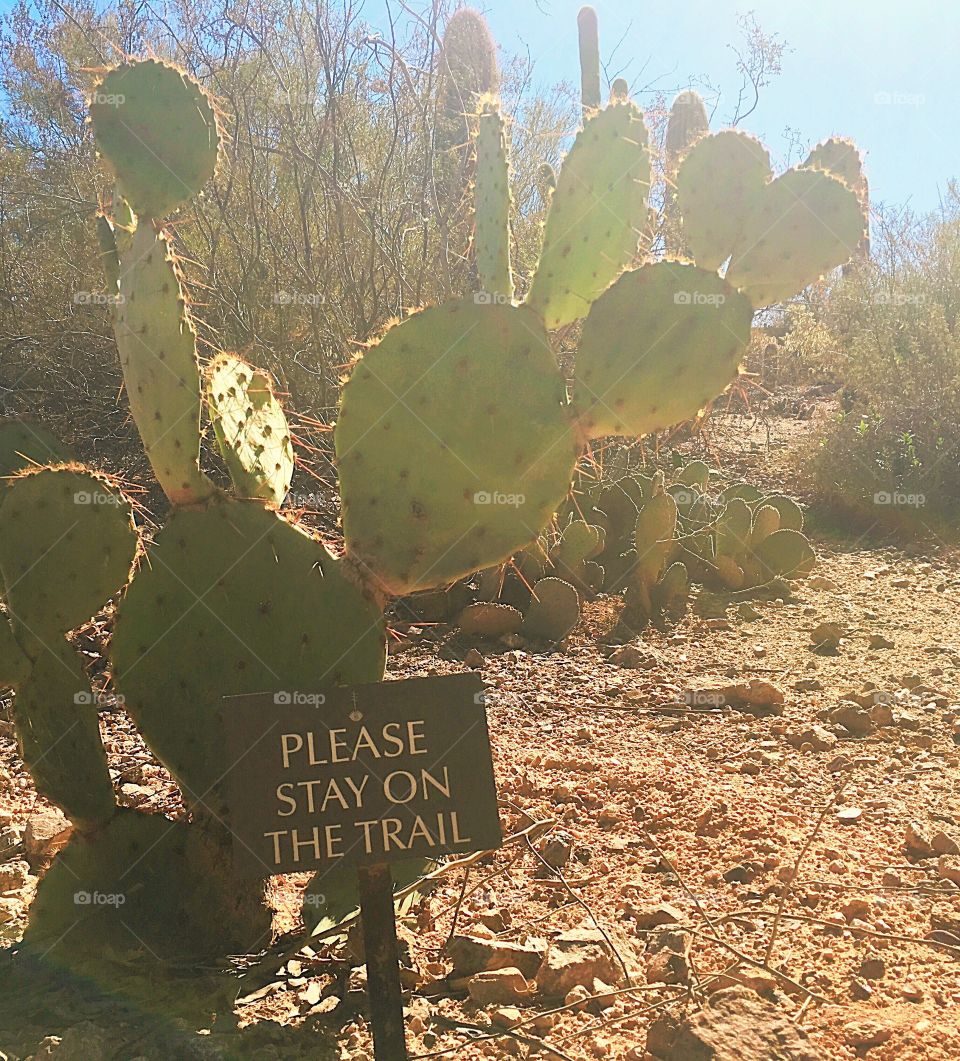 Prickly Pear off the trail