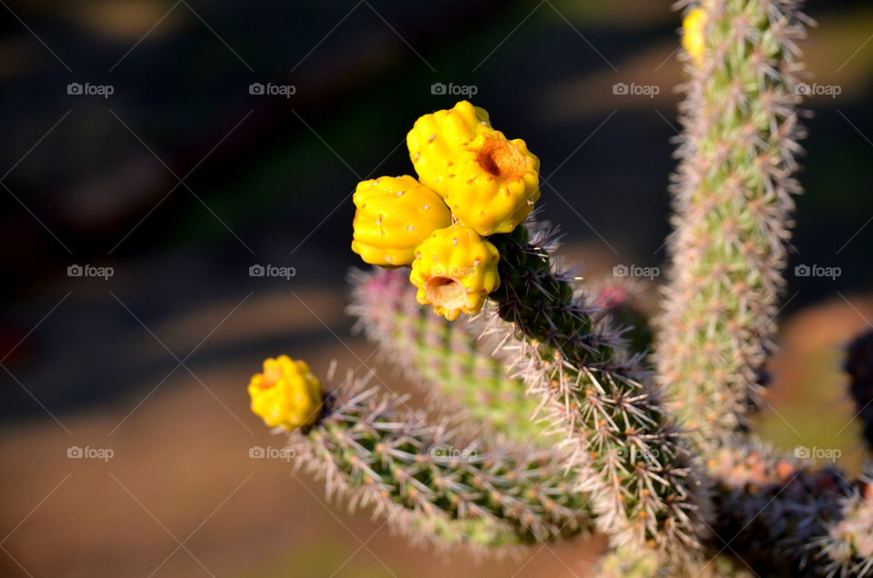 Cactus