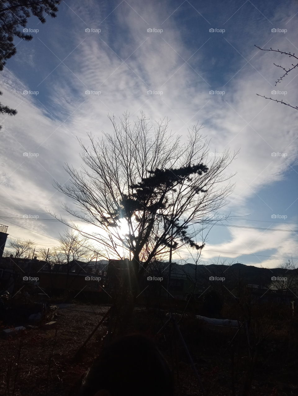 i asked a boy what he saw in this photo? he said, he loved this photo because he saw "Godzilla walking on the top of the mountain"" the tree leaves infront of the tree branches with the white clouds back ground helps us to see the image shape.