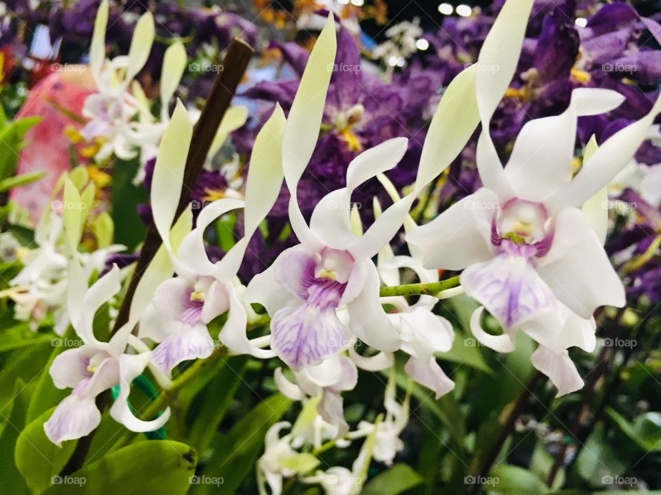 Orchids at the Orange County Convention Center Home show