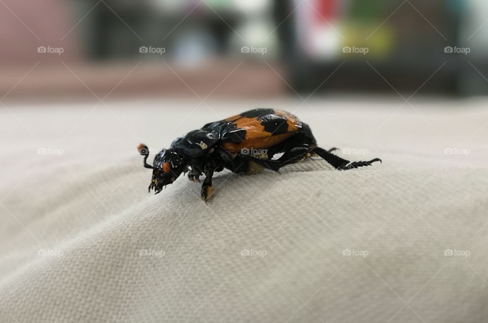 Carion bettle from far off