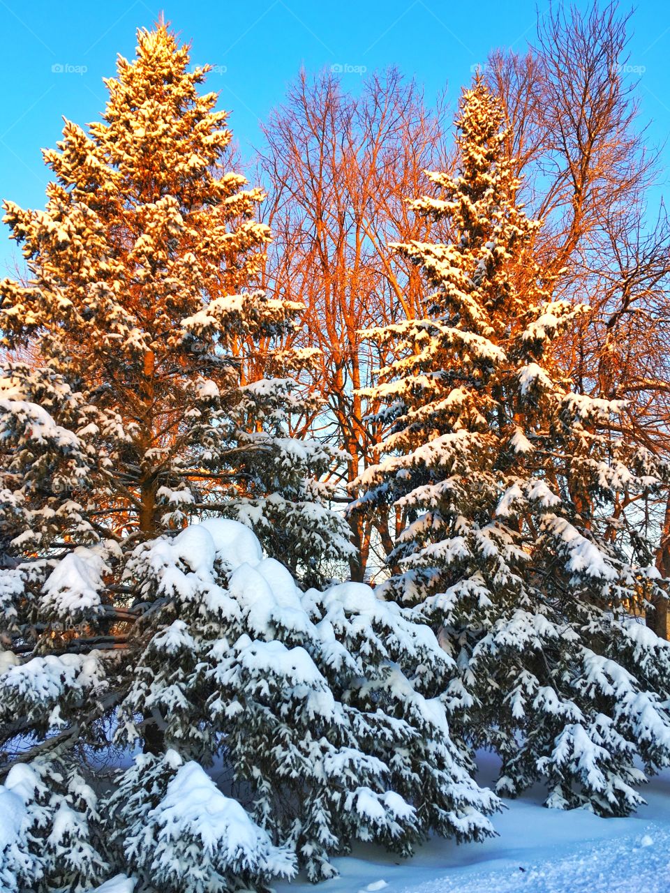 Trees covered by snow during winter
