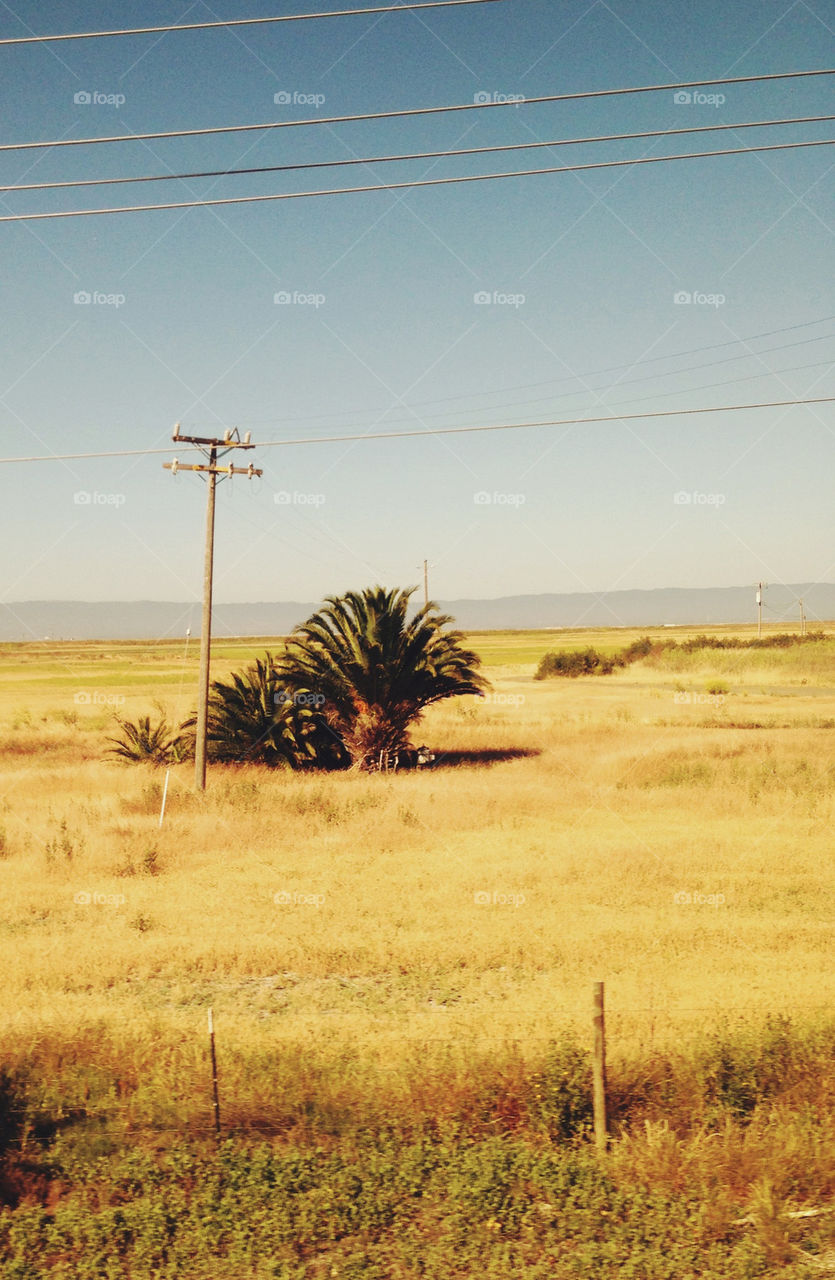 TWO PALM TREES IN THE MIDDLE OF NOWHERE