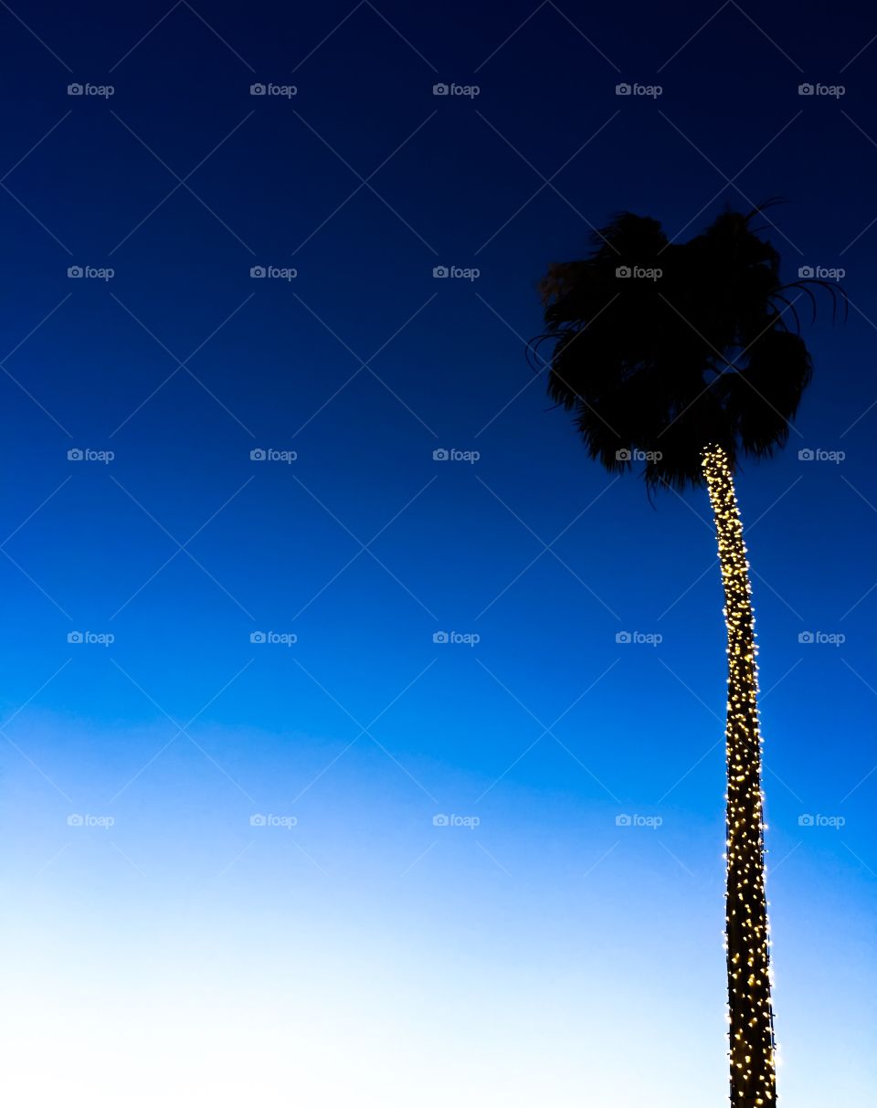 Palm tree lit up