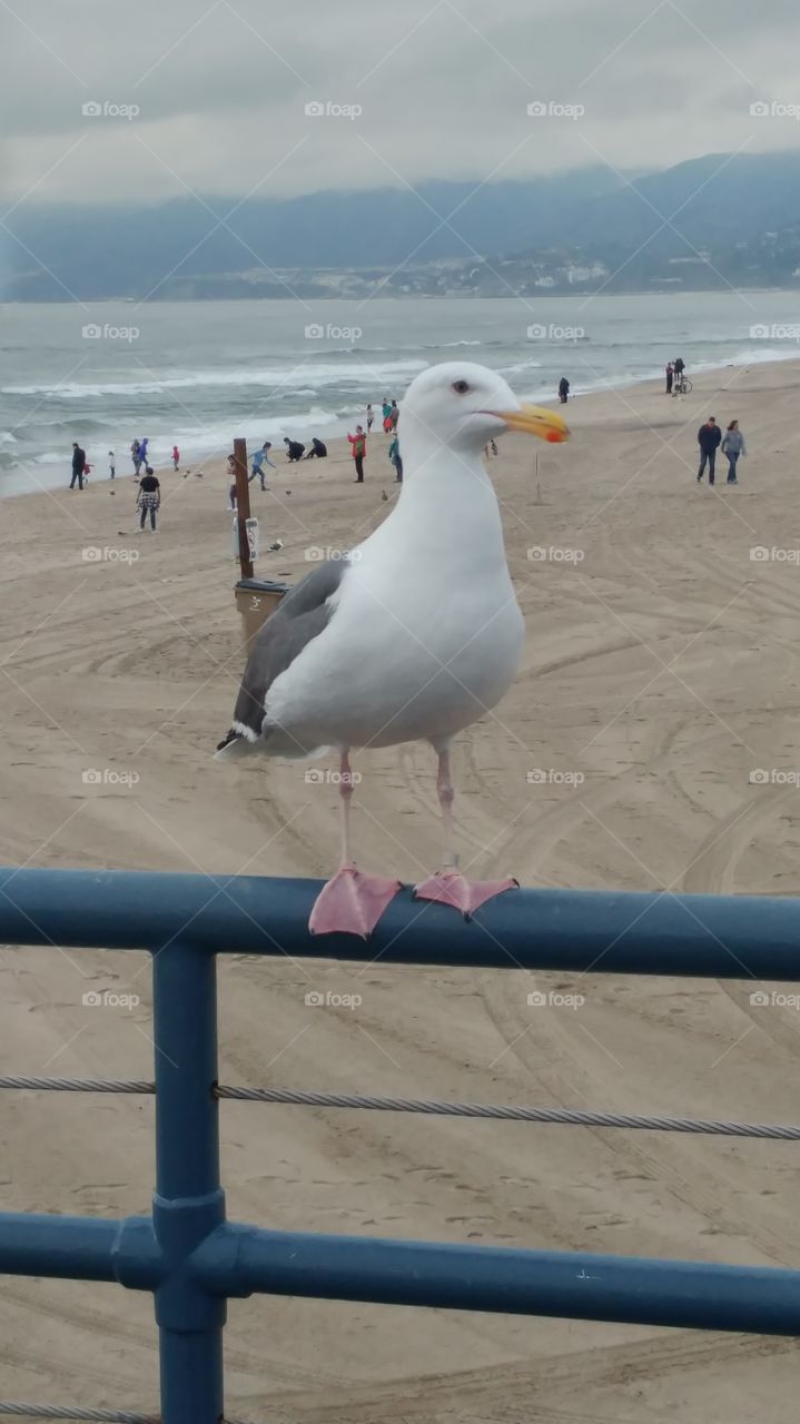 Seagull chilling on the railing at the boardwalk in Santa Monica Pier.