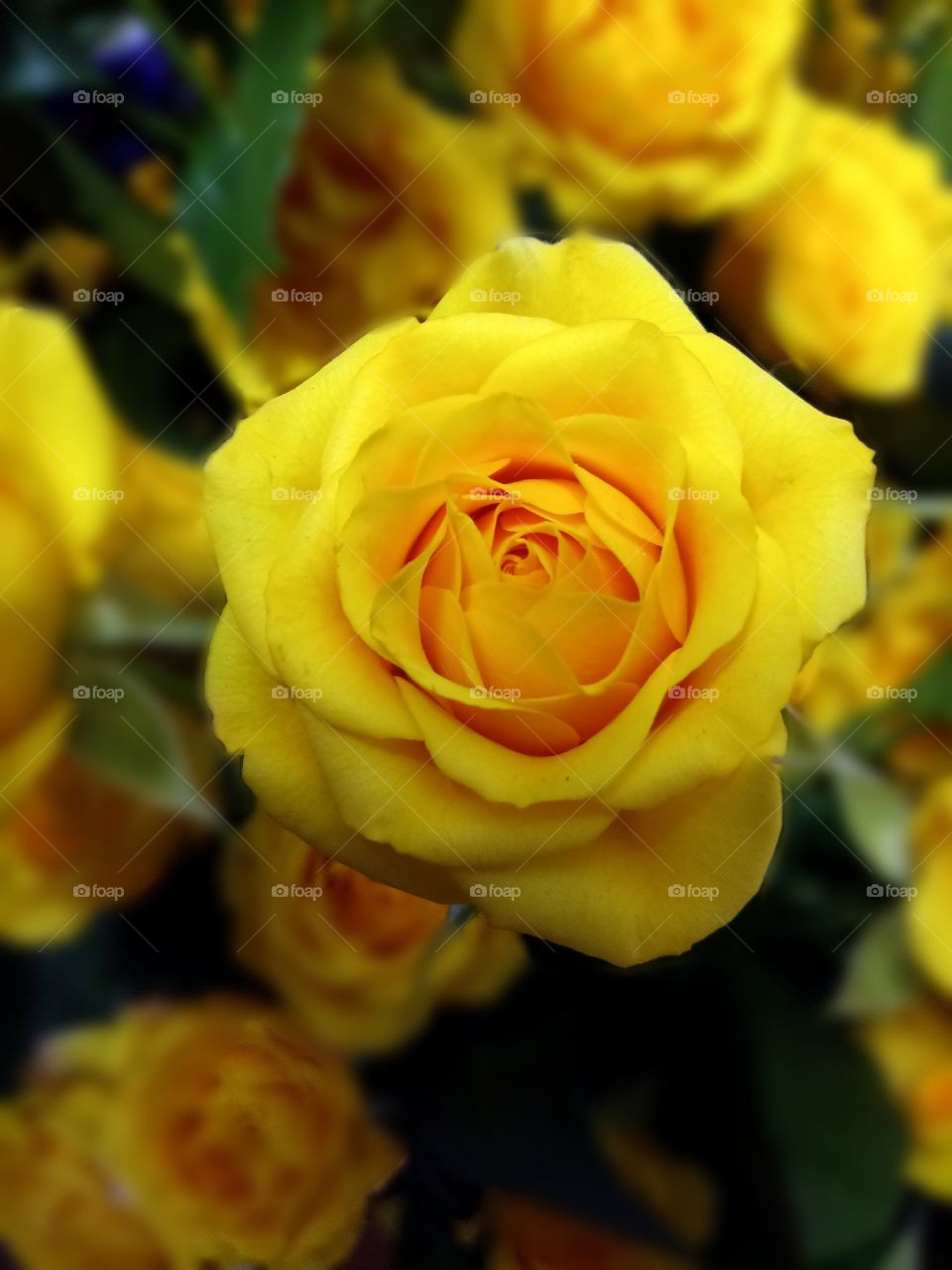 Yellow rose
