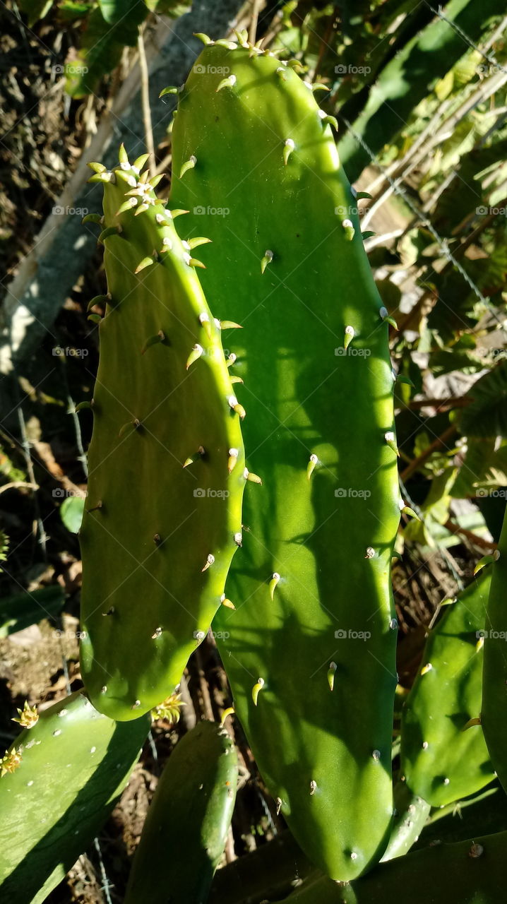 NATURE CACTUS Figo-da-Índia Opuntia ficus-indica