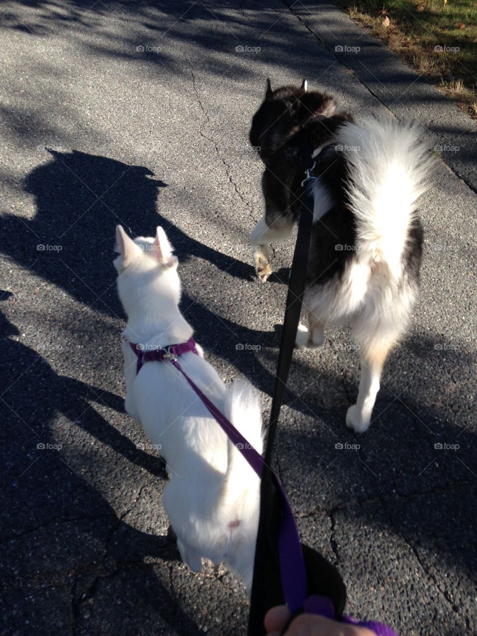 Rocky and Skye and their shadows walking on a beautiful day!