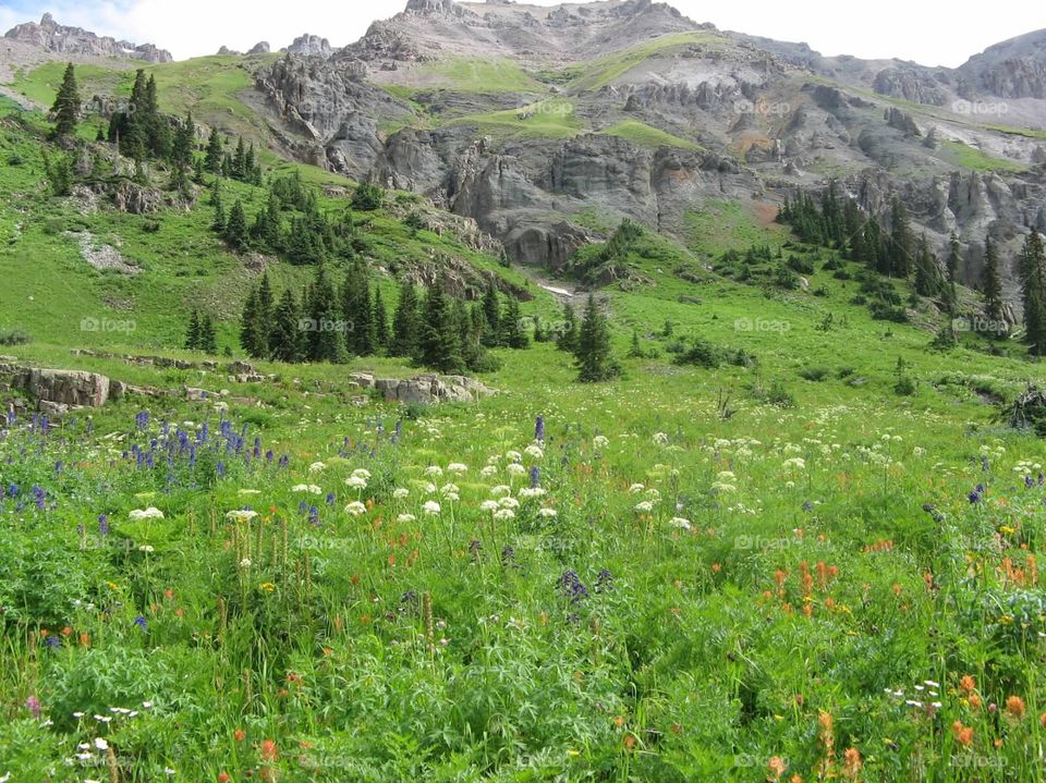 Colorado wildflowers 