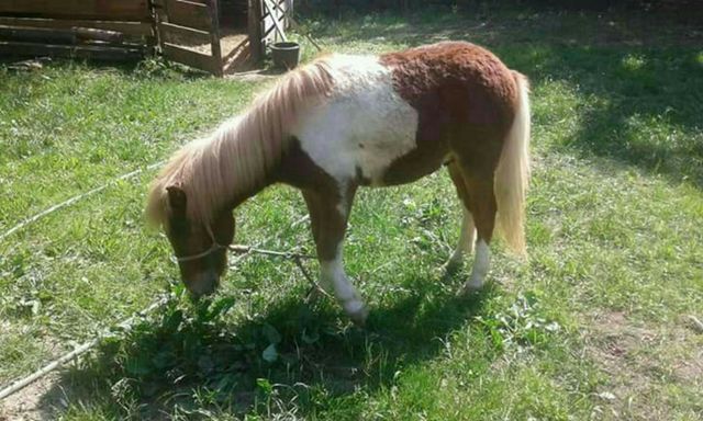 animal horse