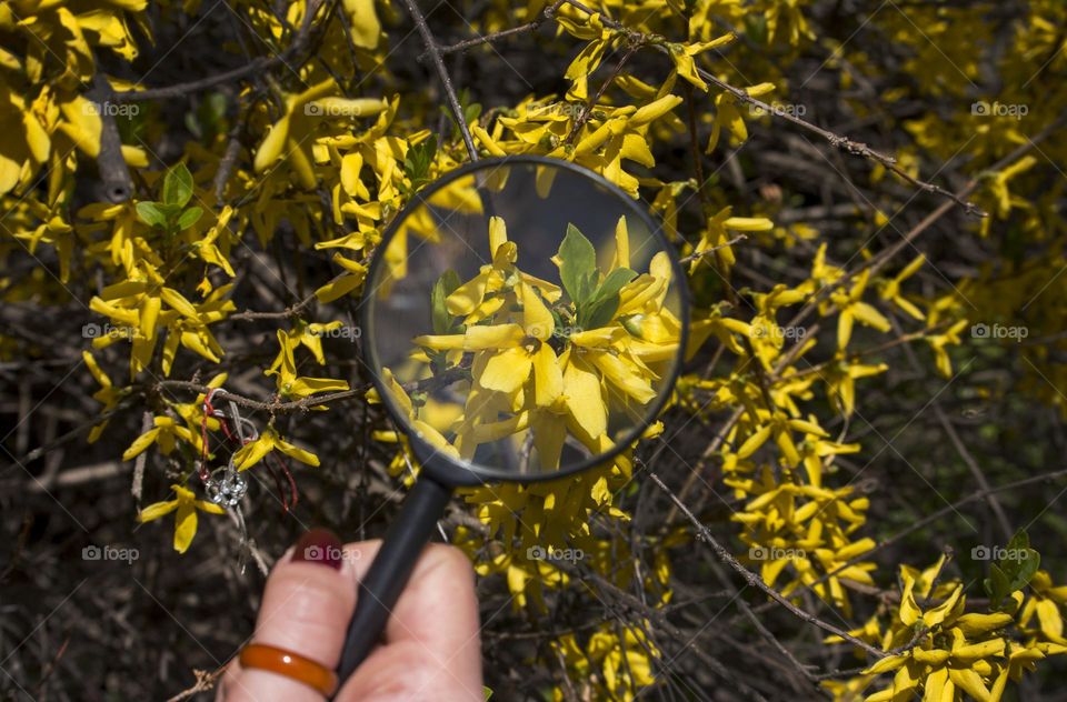 Exploring spring plants