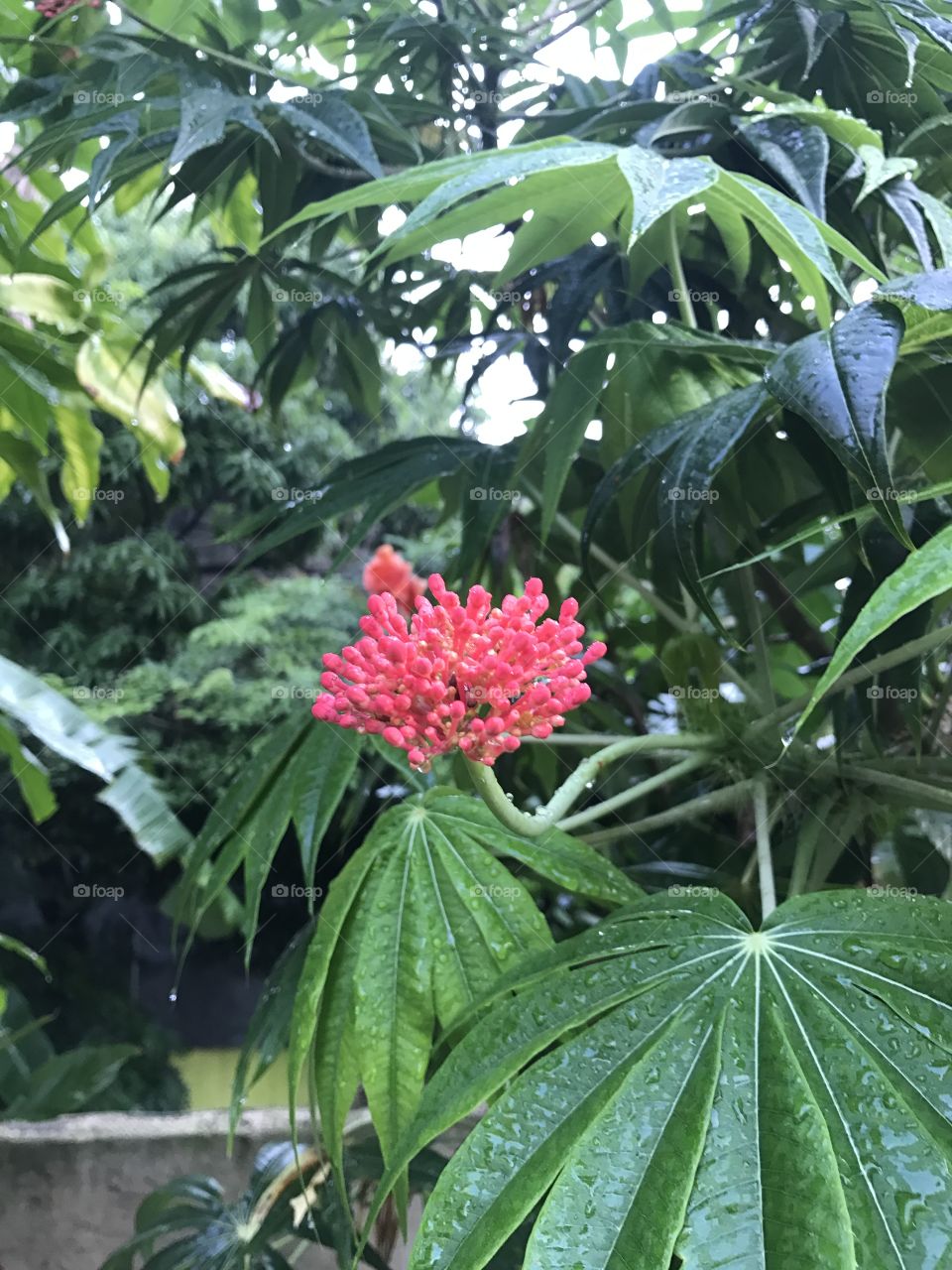 Tropical flowers in the DR