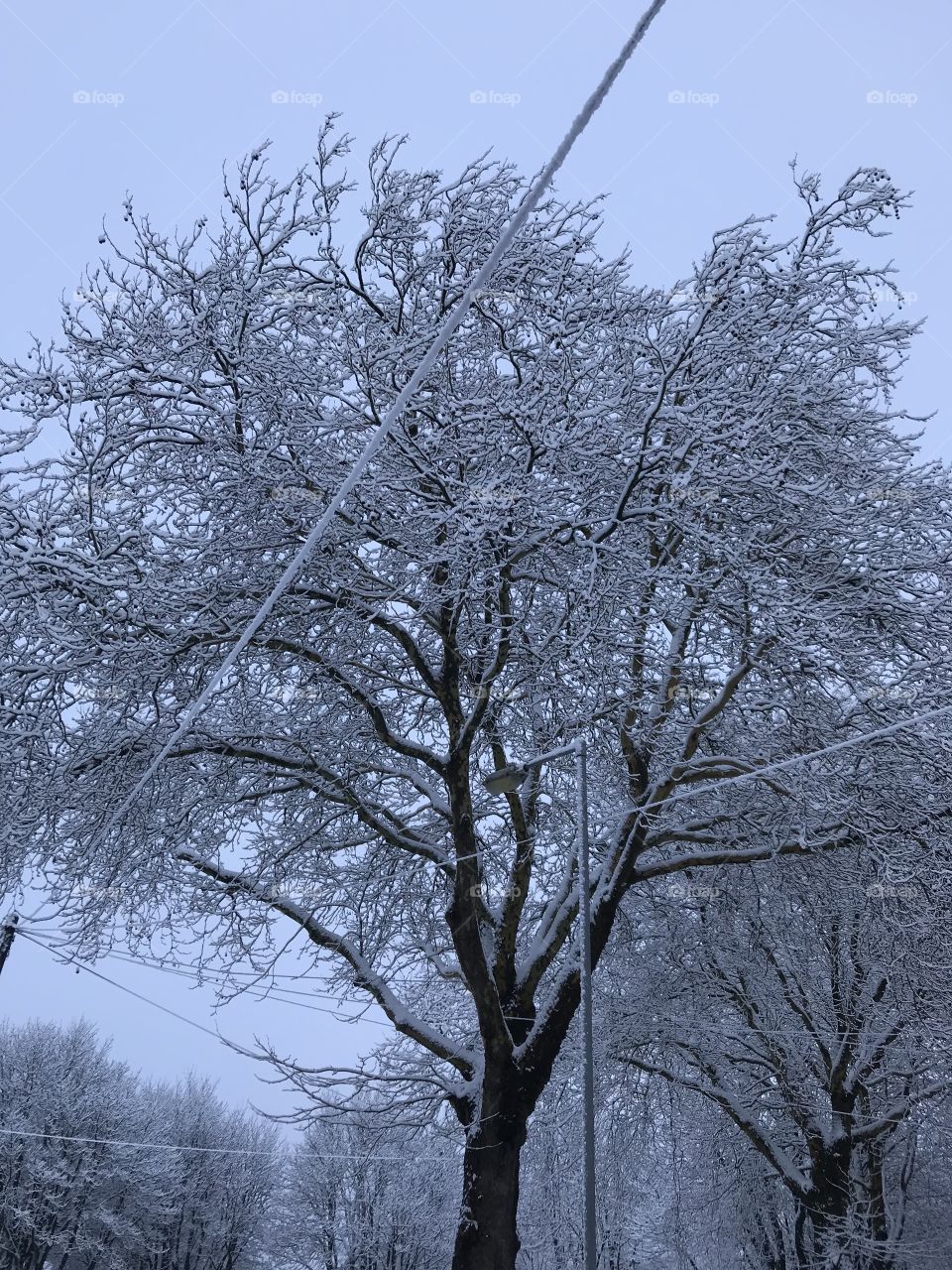 Trees in the snow