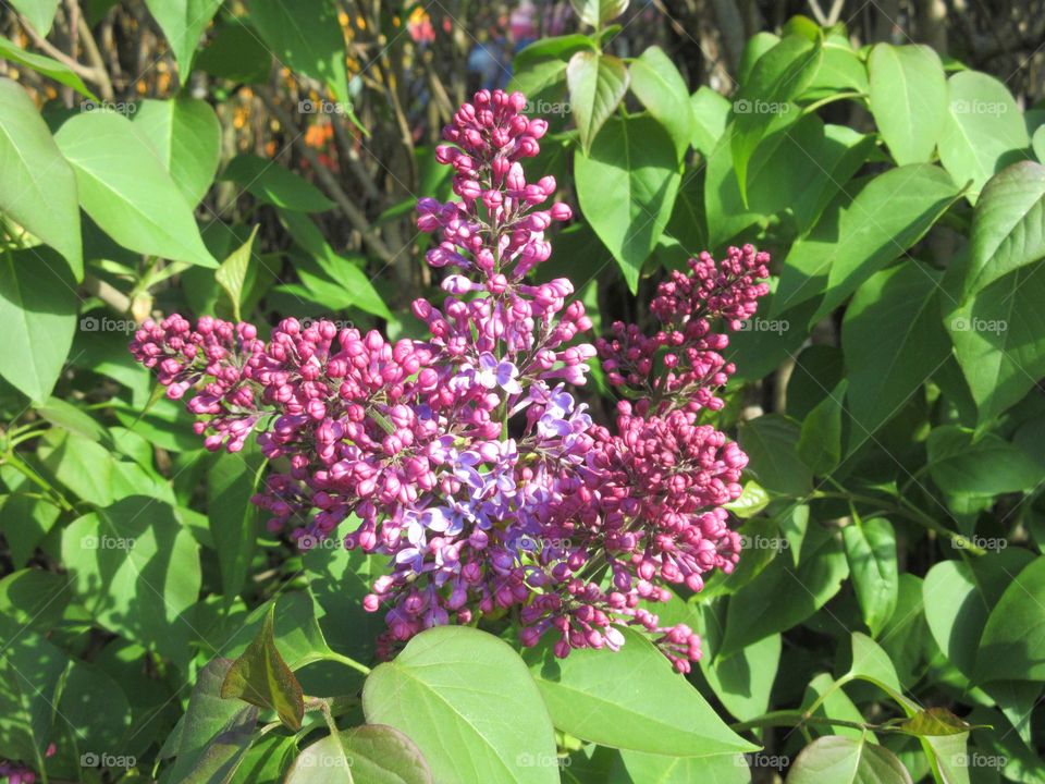 lilac blossoms